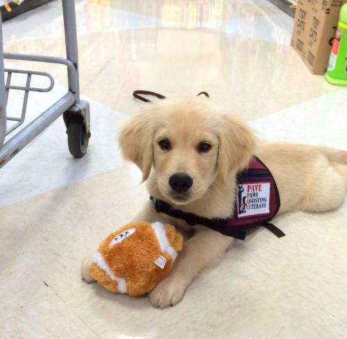 Tank from Paws Assisting Veterans would like to play “football” with you.