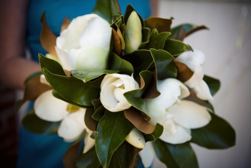 splendorinthesouth:  Beautiful magnolia blooms, just one more reason why I love the South… 
