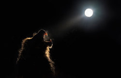Yahoonewsphotos: Midnight Safari: Wild Animals Gather Under A Full Moon A Midnight