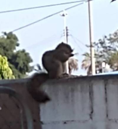 Birdwalk Inventory 2022-04-01Behold! My phone camera quality!ALTPhoto: eastern fox squirrel.Today it was warm for me, maybe 74 F. Sunny. Went in the early evening, so few birds were out or vocalizing. Saw several dogs being walked.I saw:- a hummingbird.