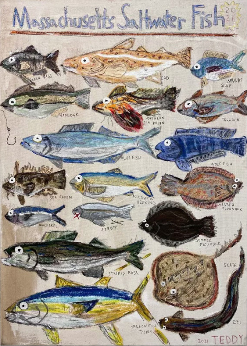 polkadotmotmot: Teddy Benfield - Massachusetts Saltwater Fish, 2021