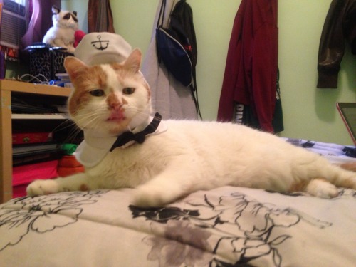helloaurenx3:  Sailor kitty