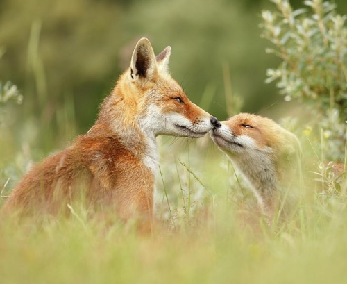 beautiful-wildlife:  Daddy’s Girl by Roeselien RaimondRed Fox Father and lts young Fox Kit