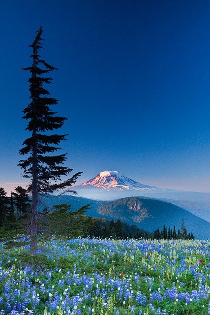 mapleshield:  Mount Adams with Wildflower Meadows of the Goat Rocks Wilderness by Lee