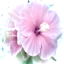 pinklinked