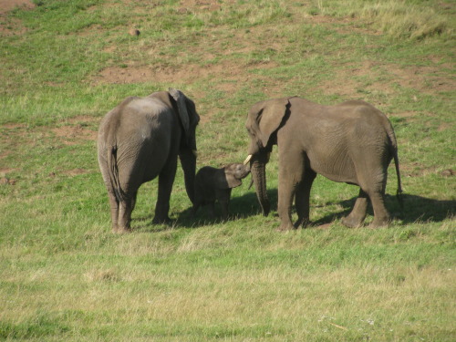 babby elephant