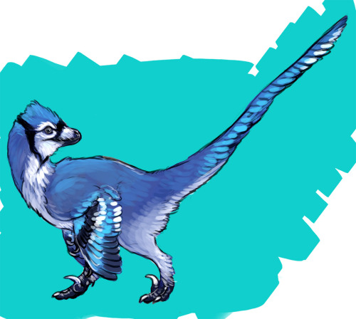 saeto15:blue jay raptor