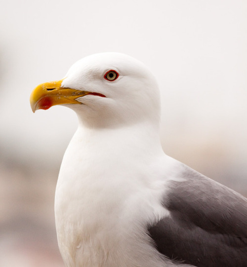  Yellow-legged Gull (Larus michahellis) >>by poppytwo 