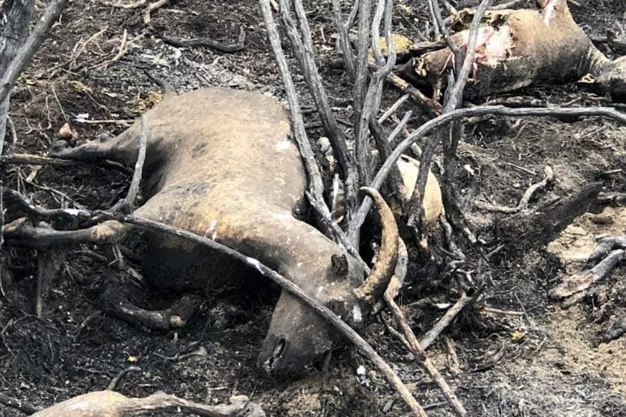 karlrincon:The Amazon Forest  produces more than 80 percentage the world’s oxygen and is home to more than half of the world’s species of plants, animals and insects. It has been burning for 3 weeks and we have just found out about it! The lungs of