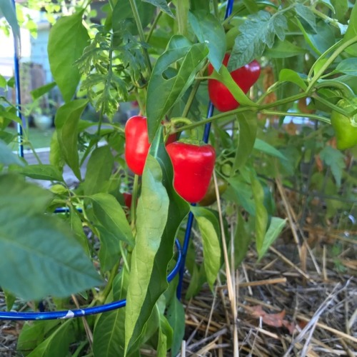 Sweet red peppers, thriving despite being thrown by the tomatoes.