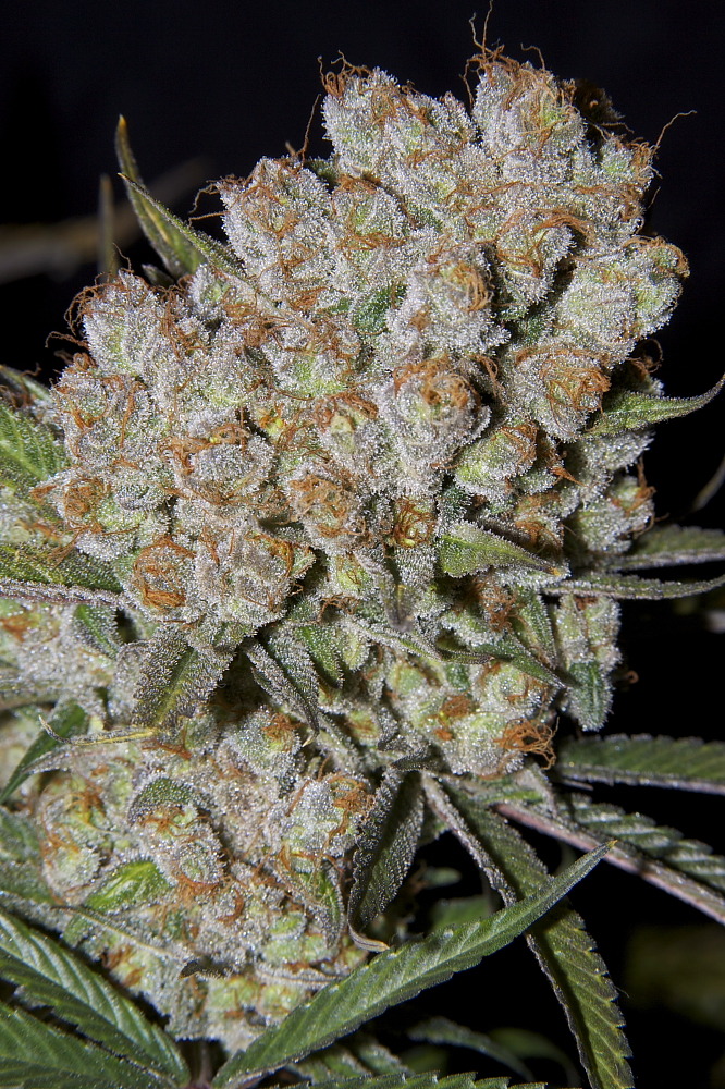 thefourtwentytimes:Sour Chem