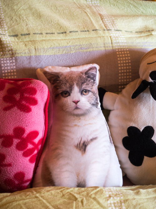 Cat People Have Cat Pillows ... Sad Cat People Have Sad Cat Pillows.