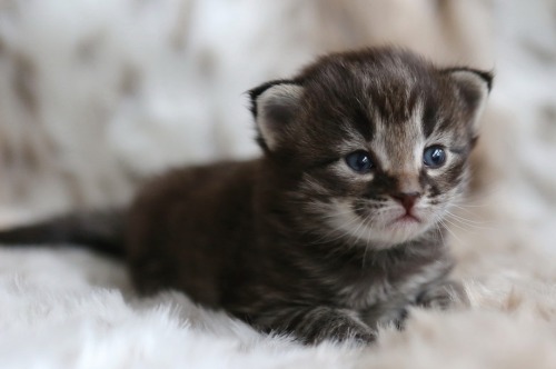 flitterling:  16-day-old Dorian Gray Kittens by Pieter & Renée Lanser 