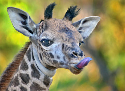 llbwwb:   Tongue twister,10 days old (by