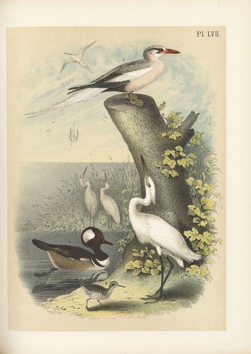 Selections from Studer’s popular ornithology v.01, 1878. 