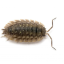 giant-isopod-overlord
