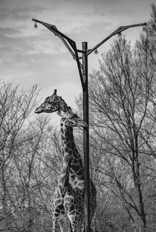 Giraffe hydra in training, Pittsburgh Zoo