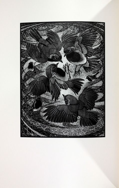 michaelmoonsbookshop:Of A Feather an illustrated lexicon of Avian Collective Nounsterms of assembly 