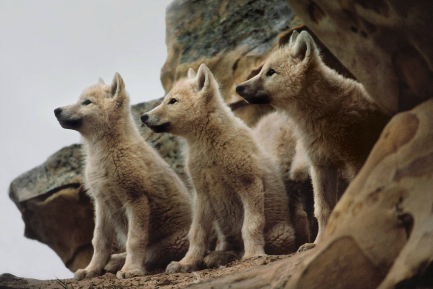 atraversso:  Wildlife  by Jim Brandenburg 