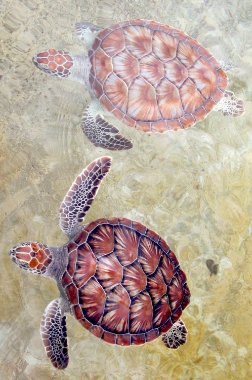 heaven-ly-mind:  Green Turtles by Carey Chen on 500px 