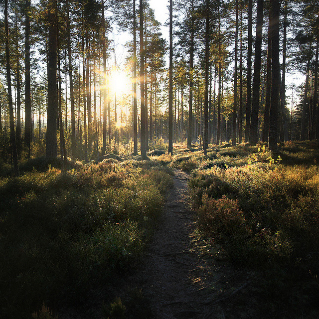 homeintheforest:untitled by Totte. on Flickr.