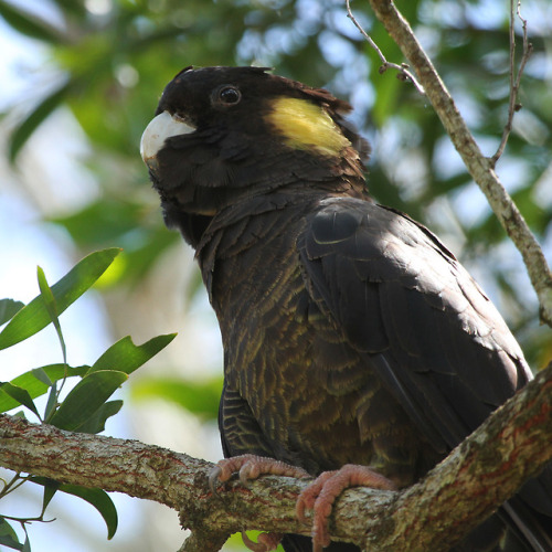 naturenymph69:Yellow-tailed Black Cockatoo, NSW, Australia@GENERALAESTHETICS.TV❀ tropical blog - str