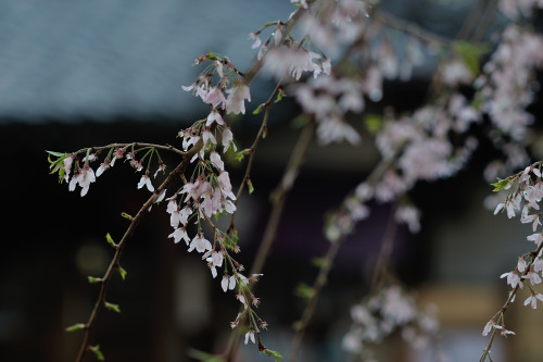 今年の春、また来てくれた春。