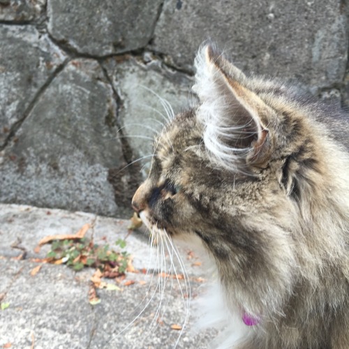 baearth:  made a new friend💛🐱