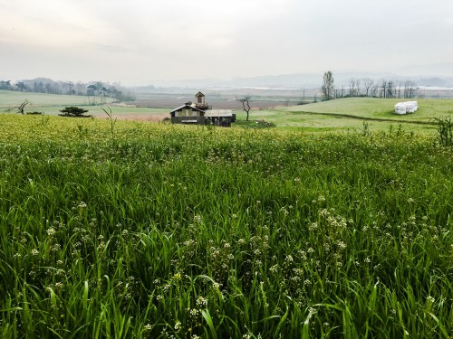 Rolling hills of rye at Anseong Farmland, founded in 1969 with support from West Germany.Anseong Far