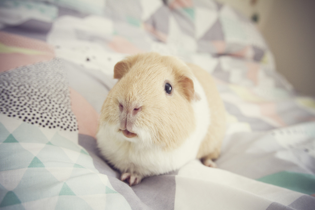 guineapiggies:  Emma Catlady 	 	 	 			 				 					 				 			 		      	 		- Bingley