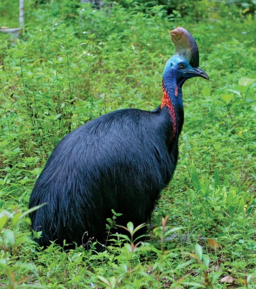 Cassowary Appreciation Post