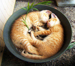 demisexualbethanyhawke:  the-void-princess:  archiemcphee:  Cats are sleepy zen masters who can curl up for a snooze just about anywhere. One of their favorite cozy napping spots is the flower pot, no matter what its size. Bored Panda assembled a vast