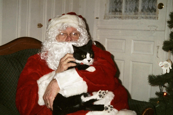 teratomarty:  unimpressedcats:  who is this fat man and why is he holding me?  Kitty