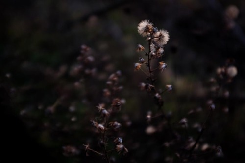 Today’s fluff. 今日の綿毛。#fluff #綿毛 (presso Narni, Italy)