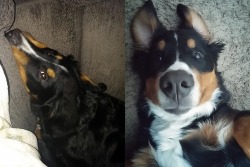 handsomedogs:  Bou—6-month-old goof of a Berner