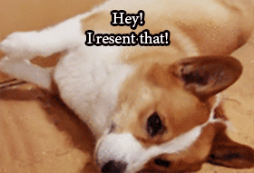 begitalarcos:  Peter: Dad! Just cause you got stuck in a dumpy little dog’s body
