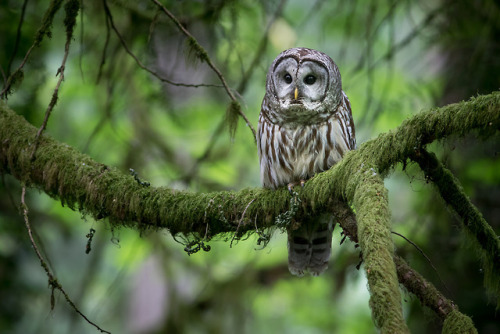 Barred Owl in Green by Ken Shults