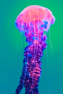 Jellyfishtimes // Psychedelic Jellyfish