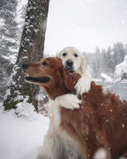 protect-and-love-animals:  Relationship goals