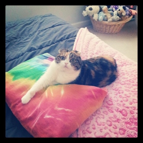 Valentine the kitty on my bed.(submitted by @adventrienne)