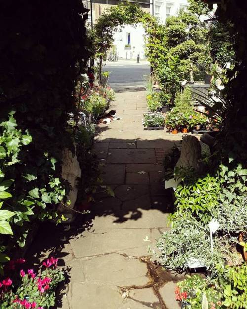 Sunbathing kitty#catsofinstagram #sunshine #kitty #garden #gardencentre #chelsea #worldsend #london 