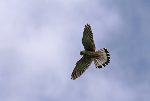 Common kestrel/tornfalk.