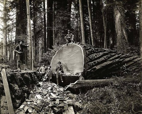 AW Ericson - Humboldt County, Californie, 1915.