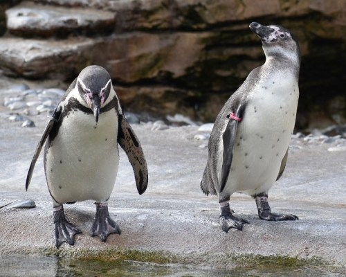 It was feeding time for the penguins. I thought they seemed playful, and they swam so fast! ✖️✖️✖️✖️