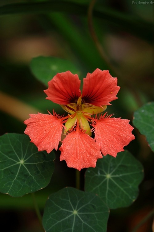 Nasturtium / Kapuzinerkresse &lsquo;Punky Pink&rsquo; (Tropaeolum minus) Seed source: www.sa