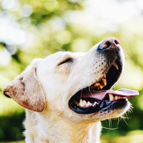 Some photos of good dogs I had the pleasure of meeting in England ❤️ #dog #dogsofinstagram #dogsofen