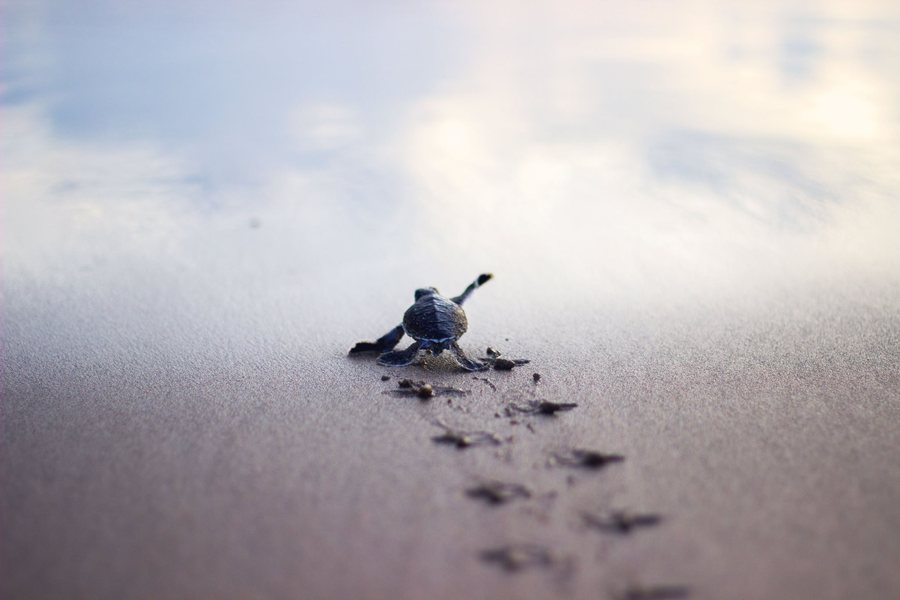 awwww-cute:  The little dudes are just eggs, we leave ‘em on a beach to hatch,