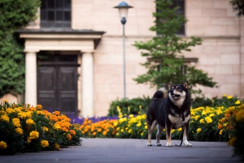 japanese dog