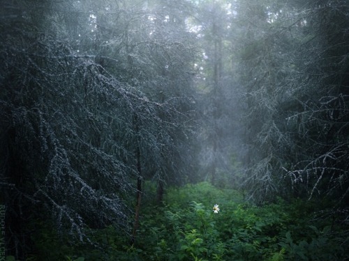 rudolfvlcek:Dark Forest
