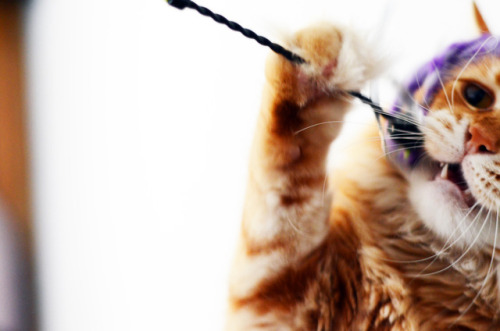 feralconservatives: Take a minute to look at my beautiful cat.